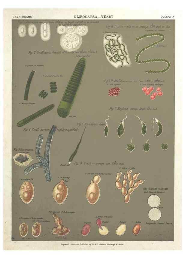 Reproducción/Reproduction 7166129367: The botanical atlas :. New York :The Century Co.,1883.