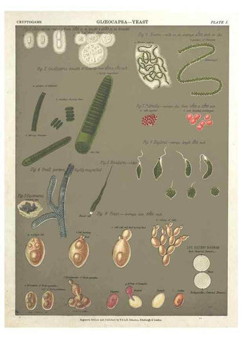 Reproducción/Reproduction 7166129367: The botanical atlas :. New York :The Century Co.,1883.