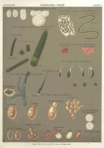 Reproducción/Reproduction 7166129367: The botanical atlas :. New York :The Century Co.,1883.