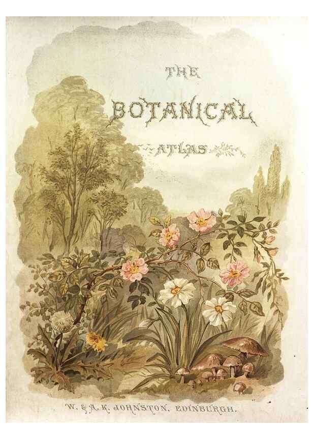 Reproducción/Reproduction 7166128785: The botanical atlas :. New York :The Century Co.,1883.