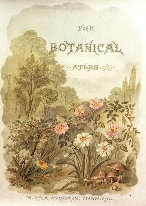 Reproducción/Reproduction 7166128785: The botanical atlas :. New York :The Century Co.,1883.