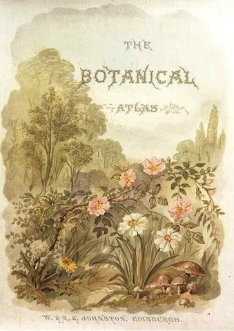 Reproducción/Reproduction 7166128785: The botanical atlas :. New York :The Century Co.,1883.