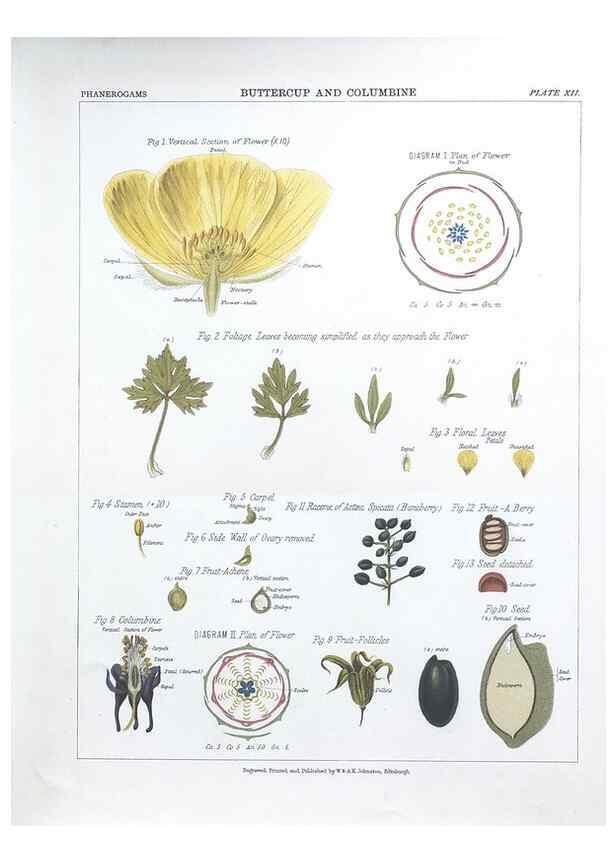 Reproducción/Reproduction 7163904301: The botanical atlas :. New York :The Century Co.,1883.