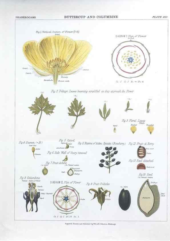 Reproducción/Reproduction 7163904301: The botanical atlas :. New York :The Century Co.,1883.
