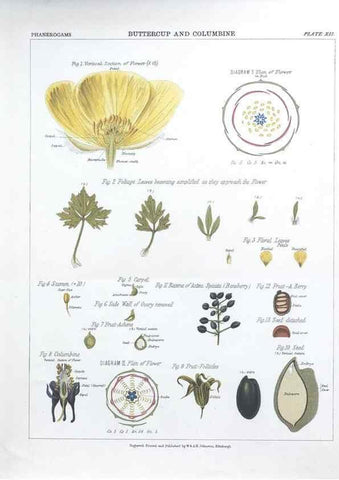 Reproducción/Reproduction 7163904301: The botanical atlas :. New York :The Century Co.,1883.