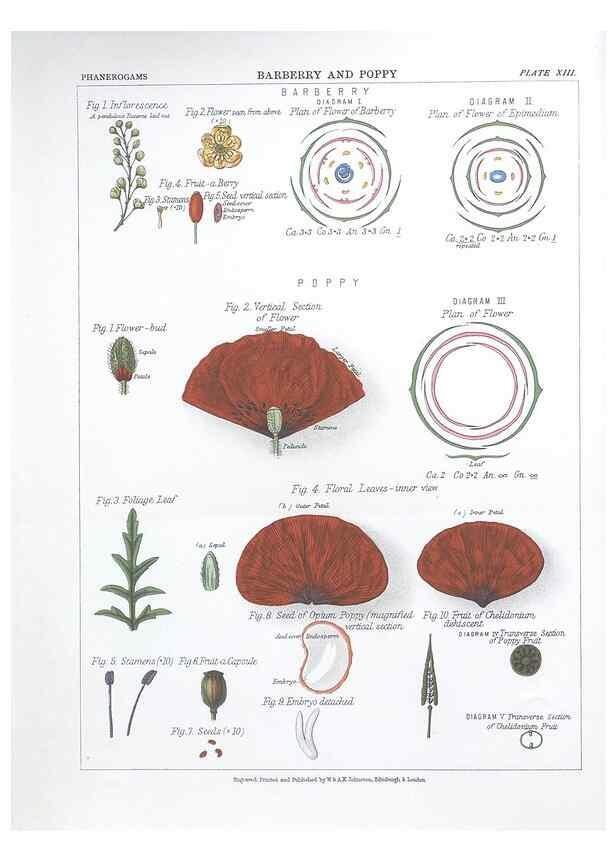 Reproducción/Reproduction 7349116188: The botanical atlas :. New York :The Century Co.,1883.
