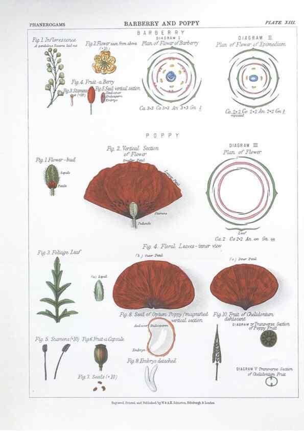 Reproducción/Reproduction 7349116188: The botanical atlas :. New York :The Century Co.,1883.