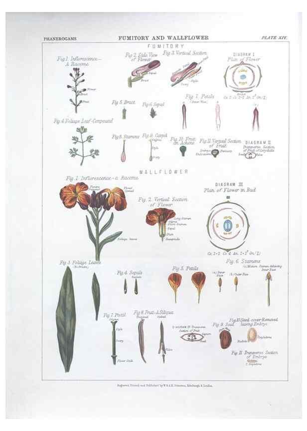 Reproducción/Reproduction 7349117034: The botanical atlas :. New York :The Century Co.,1883.