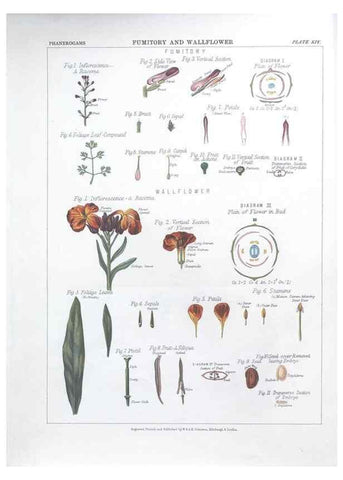 Reproducción/Reproduction 7349117034: The botanical atlas :. New York :The Century Co.,1883.