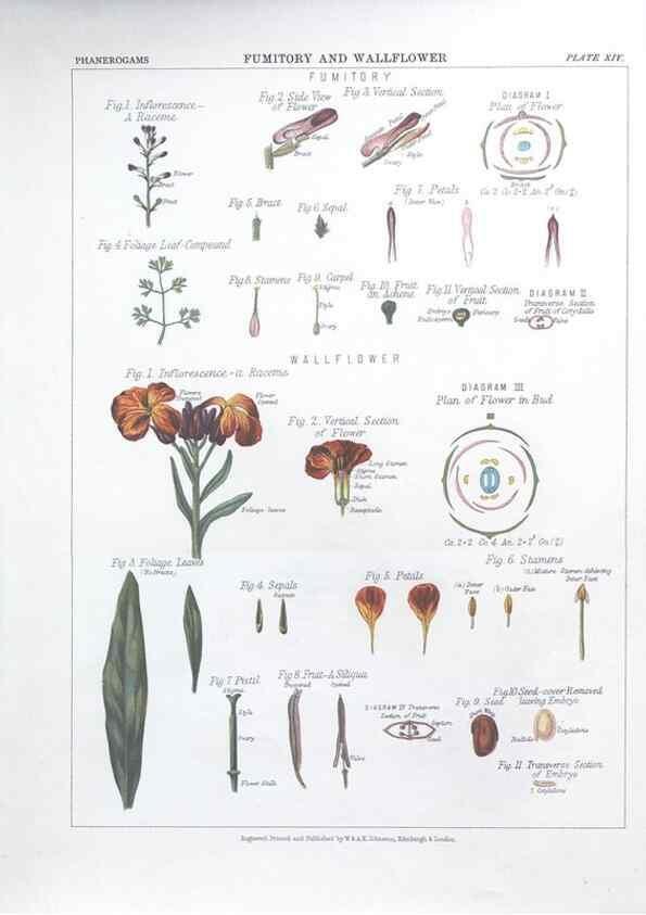 Reproducción/Reproduction 7349117034: The botanical atlas :. New York :The Century Co.,1883.