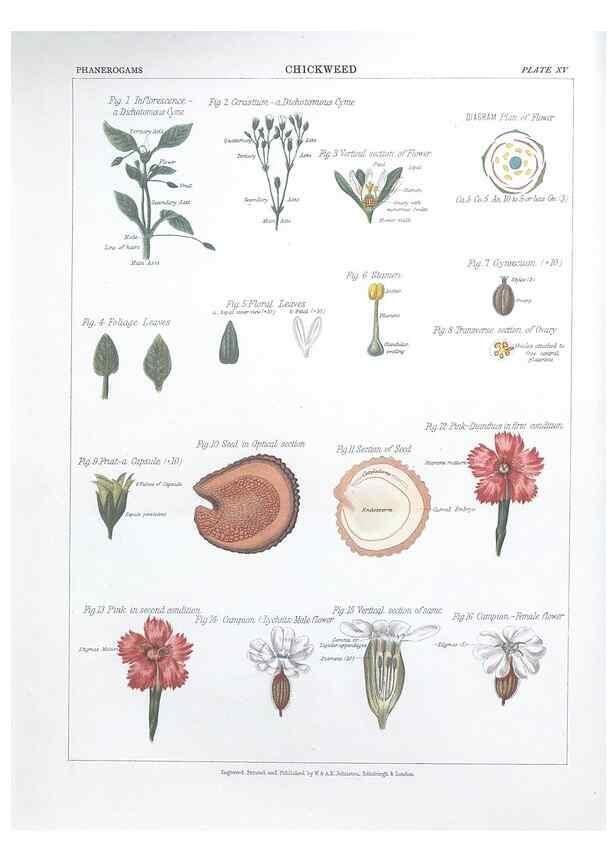 Reproducción/Reproduction 7349117844: The botanical atlas :. New York :The Century Co.,1883.