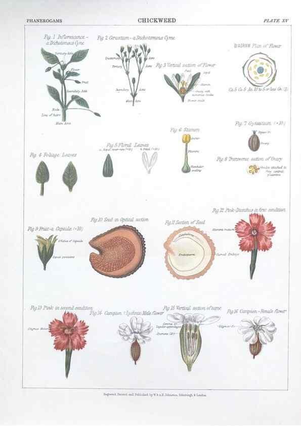 Reproducción/Reproduction 7349117844: The botanical atlas :. New York :The Century Co.,1883.
