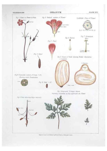 Reproducción/Reproduction 7349118884: The botanical atlas :. New York :The Century Co.,1883.