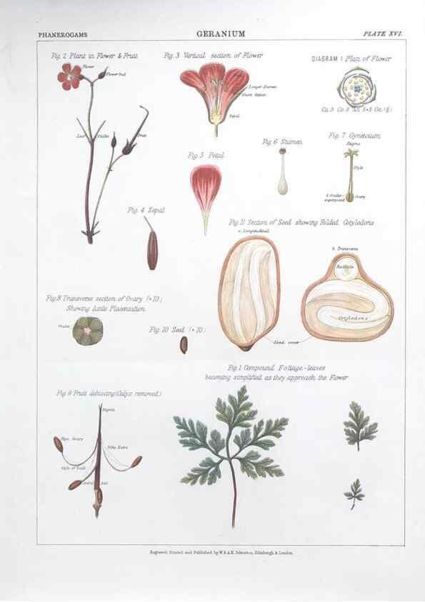 Reproducción/Reproduction 7349118884: The botanical atlas :. New York :The Century Co.,1883.
