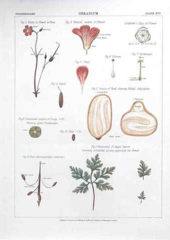Reproducción/Reproduction 7349118884: The botanical atlas :. New York :The Century Co.,1883.