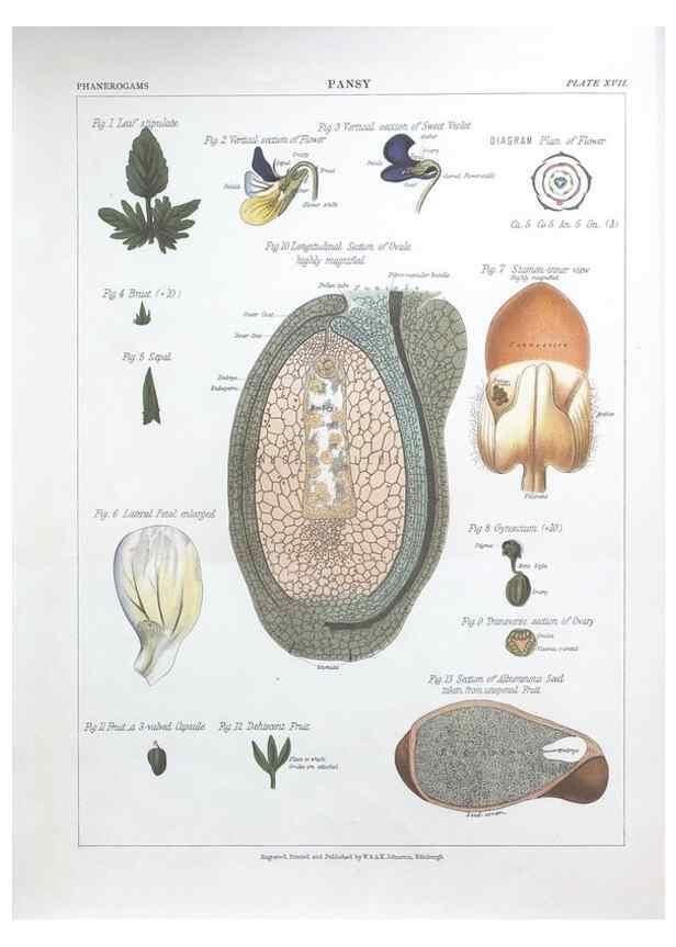 Reproducción/Reproduction 7163909017: The botanical atlas :. New York :The Century Co.,1883.