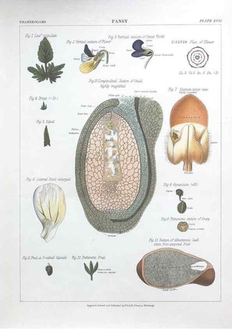 Reproducción/Reproduction 7163909017: The botanical atlas :. New York :The Century Co.,1883.