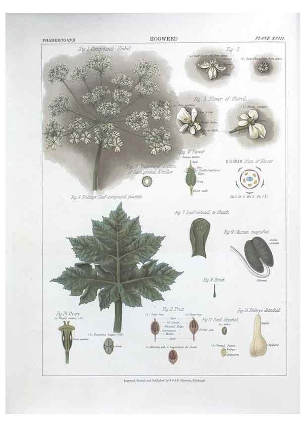 Reproducción/Reproduction 7163909939: The botanical atlas :. New York :The Century Co.,1883.