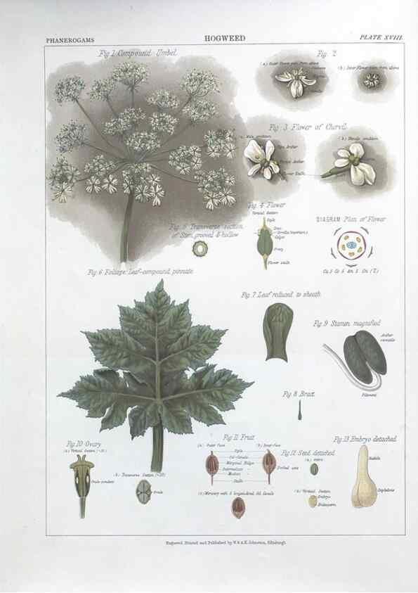 Reproducción/Reproduction 7163909939: The botanical atlas :. New York :The Century Co.,1883.