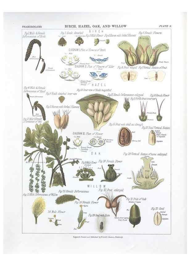 Reproducción/Reproduction 7163902771: The botanical atlas :. New York :The Century Co.,1883.