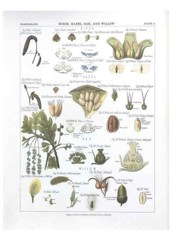 Reproducción/Reproduction 7163902771: The botanical atlas :. New York :The Century Co.,1883.