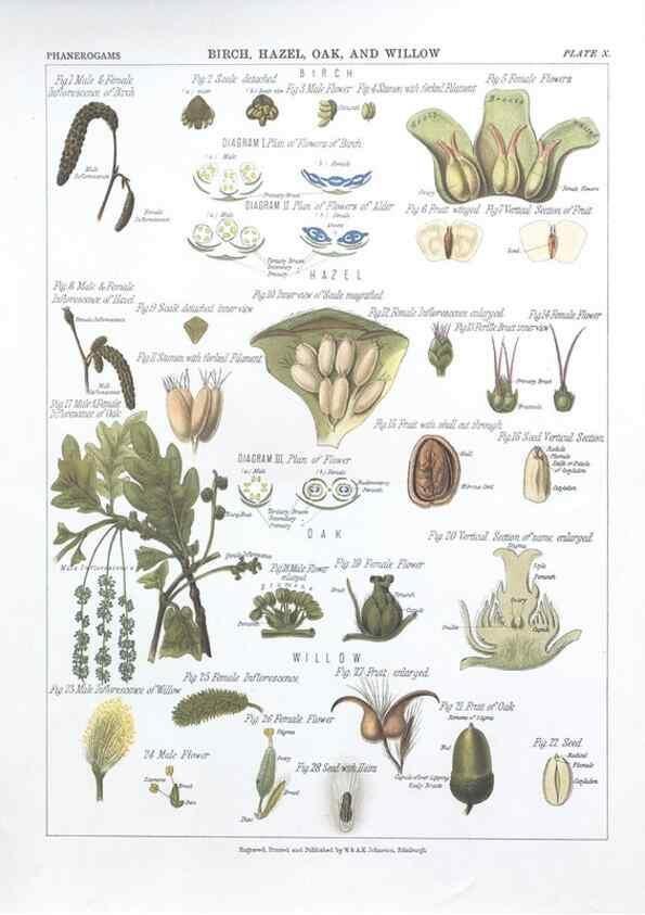 Reproducción/Reproduction 7163902771: The botanical atlas :. New York :The Century Co.,1883.