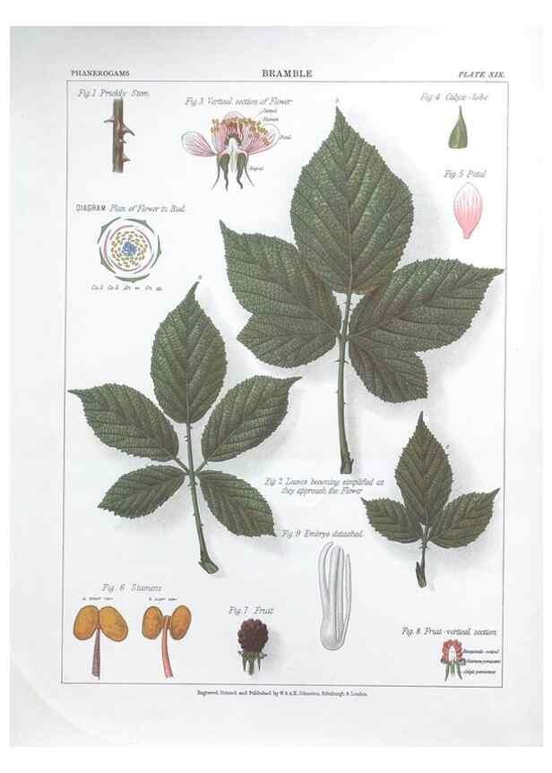 Reproducción/Reproduction 7349121584: The botanical atlas :. New York :The Century Co.,1883.