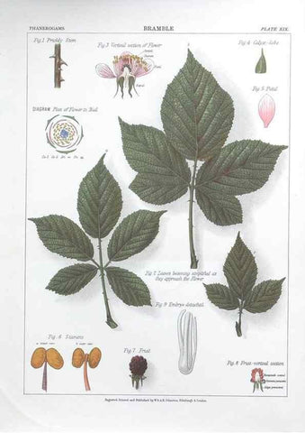 Reproducción/Reproduction 7349121584: The botanical atlas :. New York :The Century Co.,1883.