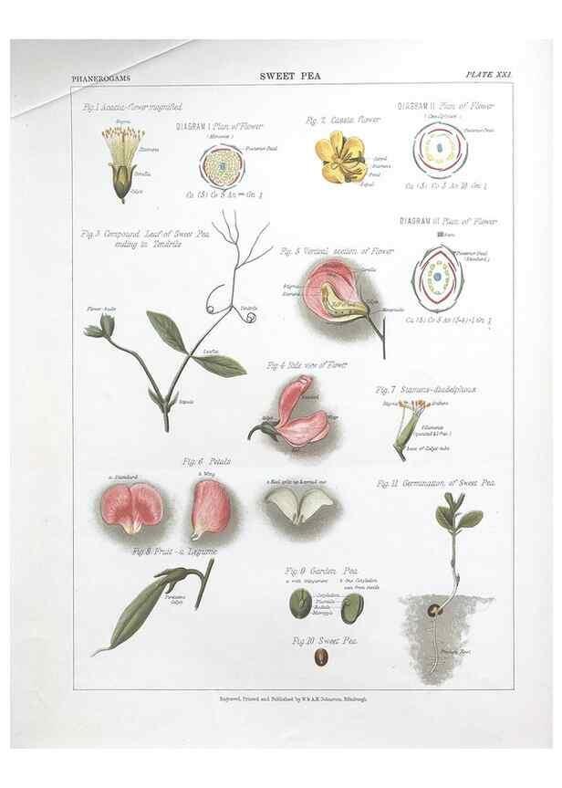 Reproducción/Reproduction 7349123098: The botanical atlas :. New York :The Century Co.,1883.