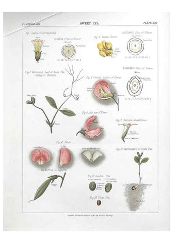 Reproducción/Reproduction 7349123098: The botanical atlas :. New York :The Century Co.,1883.