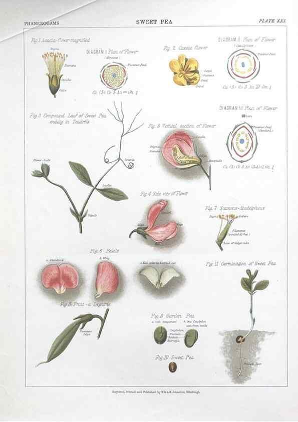 Reproducción/Reproduction 7349123098: The botanical atlas :. New York :The Century Co.,1883.