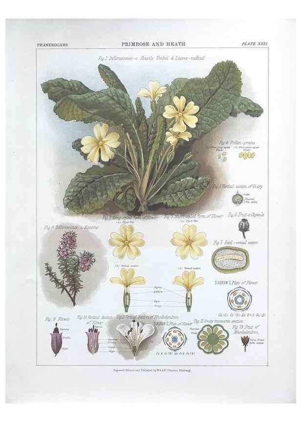 Reproducción/Reproduction 7349124304: The botanical atlas :. New York :The Century Co.,1883.