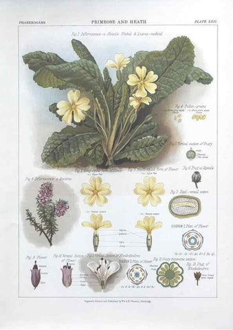 Reproducción/Reproduction 7349124304: The botanical atlas :. New York :The Century Co.,1883.
