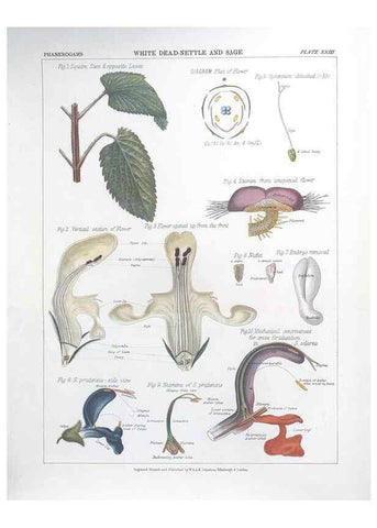 Reproducción/Reproduction 7163914159: The botanical atlas :. New York :The Century Co.,1883.