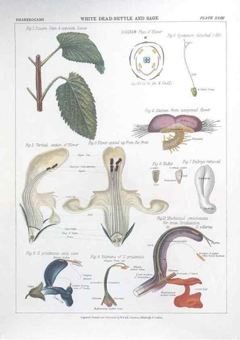 Reproducción/Reproduction 7163914159: The botanical atlas :. New York :The Century Co.,1883.