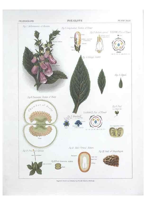 Reproducción/Reproduction 7163914827: The botanical atlas :. New York :The Century Co.,1883.