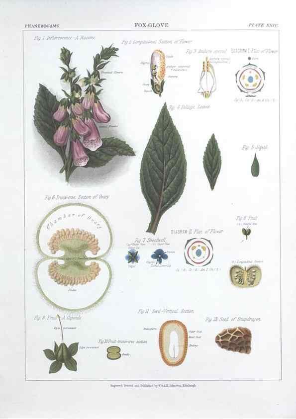 Reproducción/Reproduction 7163914827: The botanical atlas :. New York :The Century Co.,1883.