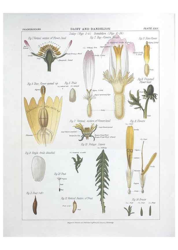 Reproducción/Reproduction 7349126876: The botanical atlas :. New York :The Century Co.,1883.