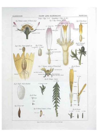 Reproducción/Reproduction 7349126876: The botanical atlas :. New York :The Century Co.,1883.