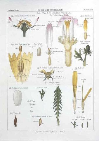 Reproducción/Reproduction 7349126876: The botanical atlas :. New York :The Century Co.,1883.