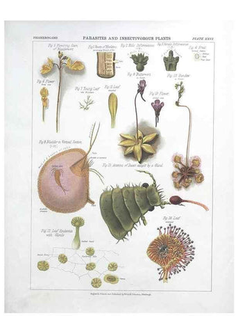 Reproducción/Reproduction 7163916637: The botanical atlas :. New York :The Century Co.,1883.