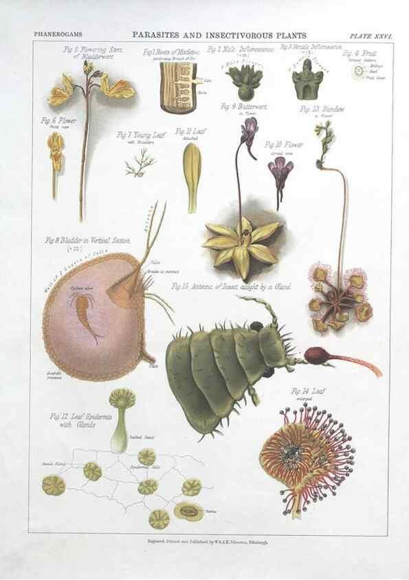 Reproducción/Reproduction 7163916637: The botanical atlas :. New York :The Century Co.,1883.