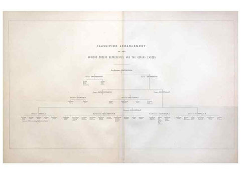 Reproducción/Reproduction 7349129308: The botanical atlas :. New York :The Century Co.,1883.