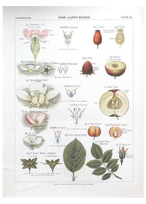 Reproducción/Reproduction 7349122290: The botanical atlas :. New York :The Century Co.,1883.