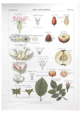 Reproducción/Reproduction 7349122290: The botanical atlas :. New York :The Century Co.,1883.