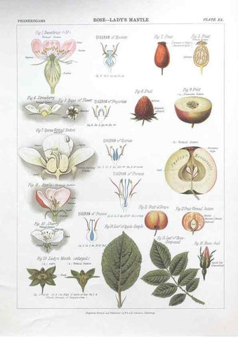 Reproducción/Reproduction 7349122290: The botanical atlas :. New York :The Century Co.,1883.