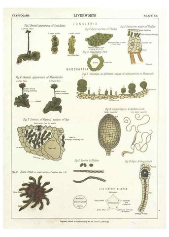 Reproducción/Reproduction 7166139923: The botanical atlas :. New York :The Century Co.,1883.