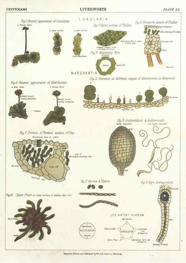 Reproducción/Reproduction 7166139923: The botanical atlas :. New York :The Century Co.,1883.
