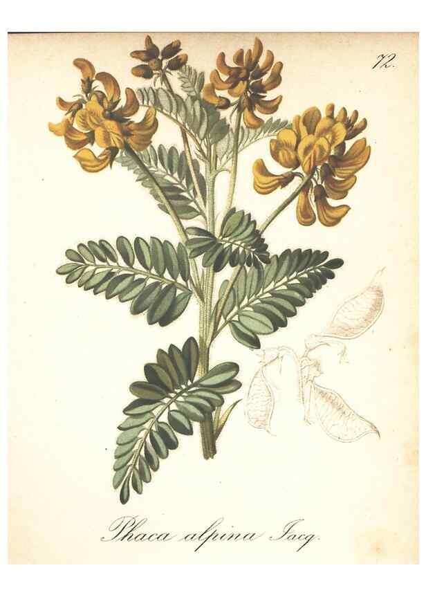 Reproducción/Reproduction 7163773605: Die Alpenpflanzen nach der Natur gemalt /. Prag :F. Tempsky,1879-1884.