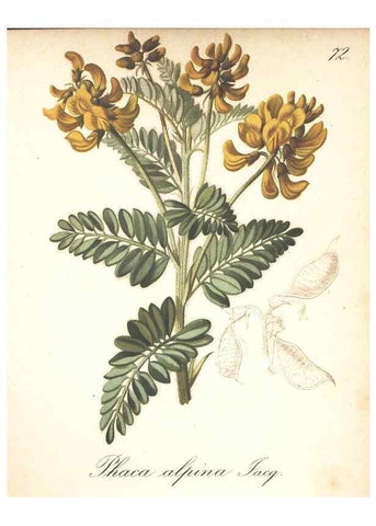 Reproducción/Reproduction 7163773605: Die Alpenpflanzen nach der Natur gemalt /. Prag :F. Tempsky,1879-1884.